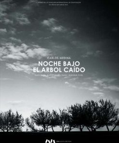 Noche Bajo El Arbol Caído
